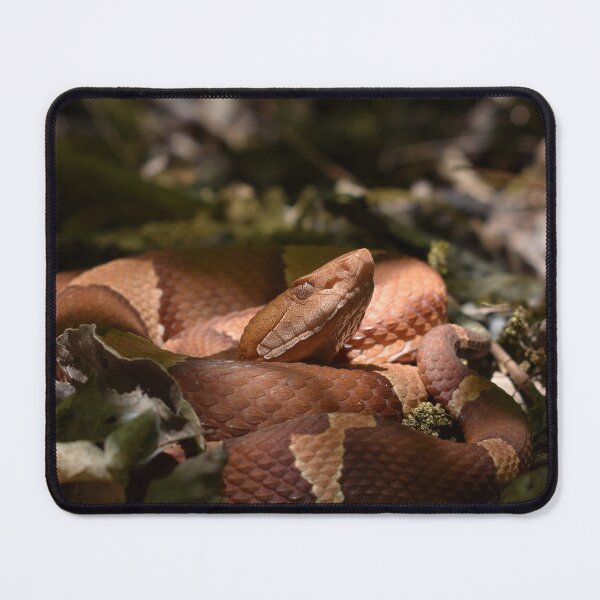 Item preview, Broad-banded Copperhead Print designed and sold by Paul-Prints.