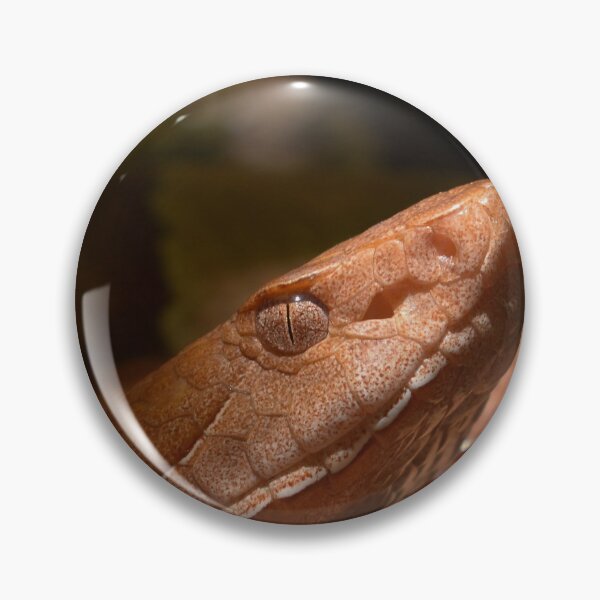 Item preview, Broad-banded Copperhead Closeup Print designed and sold by Paul-Prints.