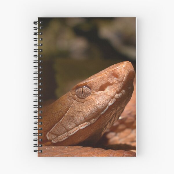 Item preview, Broad-banded Copperhead Closeup Print designed and sold by Paul-Prints.