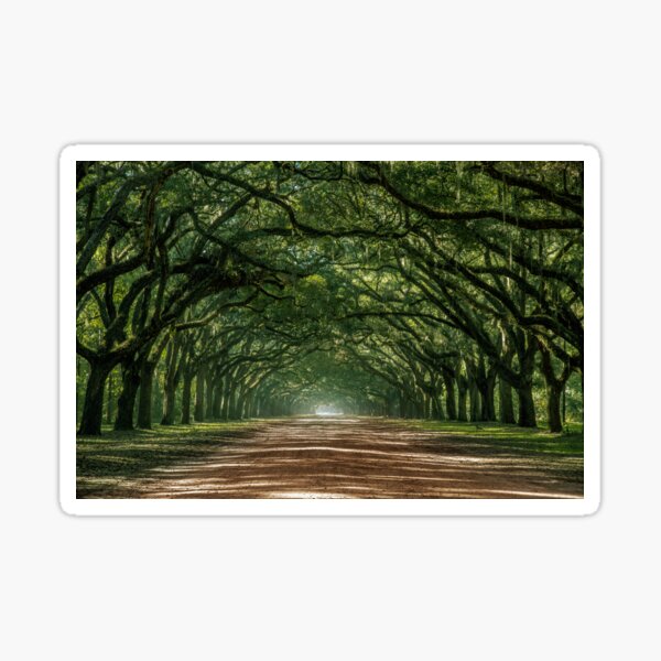 Item preview, Wormsloe Plantation Oak Lane designed and sold by arcticshadows.