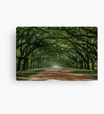 Wormsloe Plantation Oak Lane Canvas Print