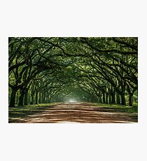 Wormsloe Plantation Oak Lane Photographic Print