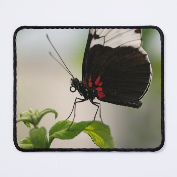 Item preview, Black, White, and Red Butterfly designed and sold by Jeanne Kramer-Smyth.