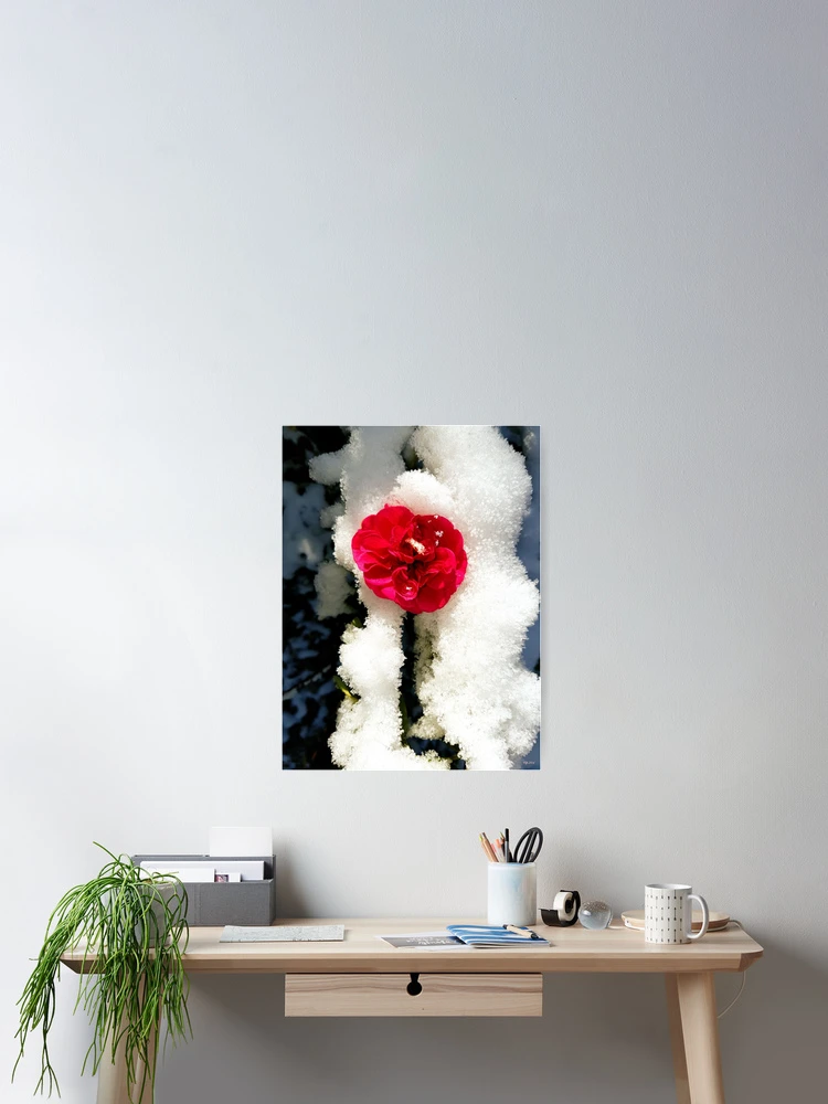 Thumbnail 2 of 3, Poster, Snowy Roses designed and sold by Daniel Janda.