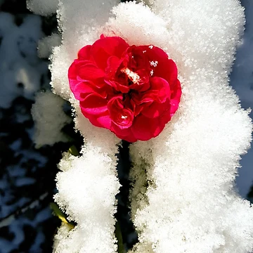 Artwork thumbnail, Snowy Roses by Daniel Janda
