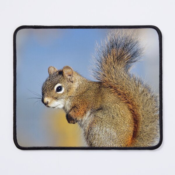 Item preview, Friendly Squirrel designed and sold by Teresa Zieba.