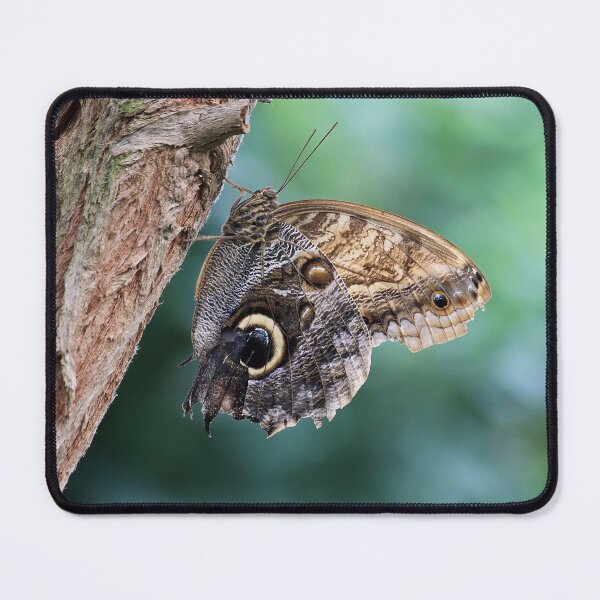 Item preview, Owl Butterfly designed and sold by Teresa Zieba.