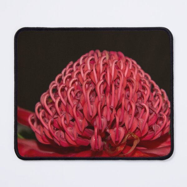 Item preview, Waratah designed and sold by SusanAdey.
