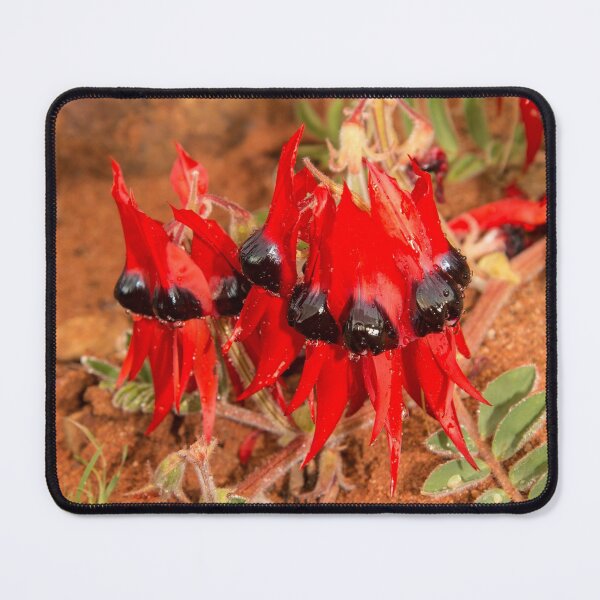 Item preview, Sturt Desert Pea - Swainsona formosa designed and sold by SusanAdey.