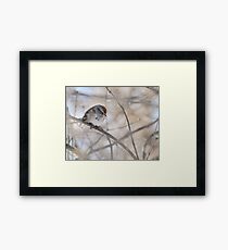 Hiding ~ Tree Sparrow Framed Print