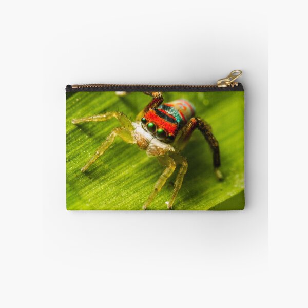 Item preview, Juvenile Peacock Jumping Spider designed and sold by Kerrod Sulter.