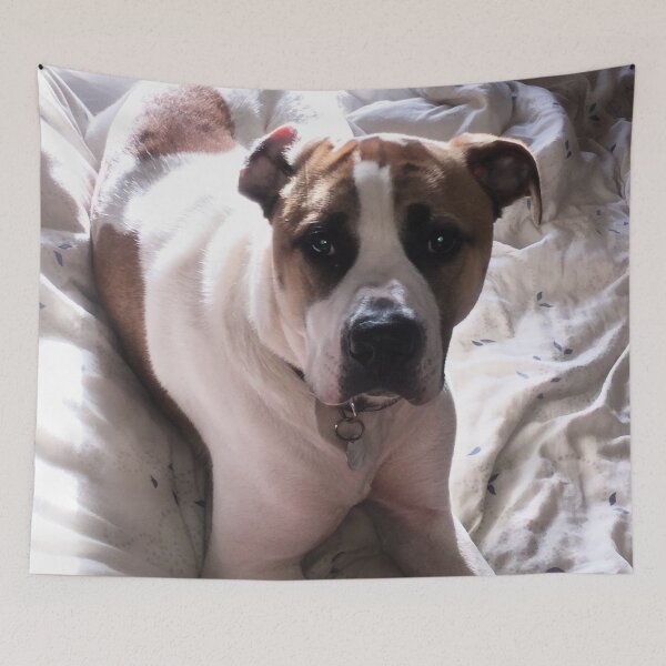 Item preview, American Bulldog cross Northern Inuit  designed and sold by NemJames.