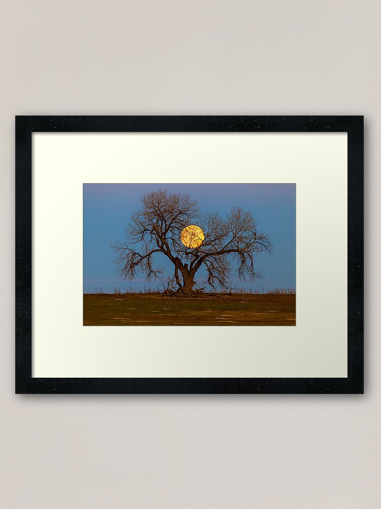 Alternate view of November Supermoon Tree Framed Art Print