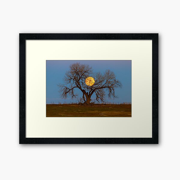 November Supermoon Tree Framed Art Print
