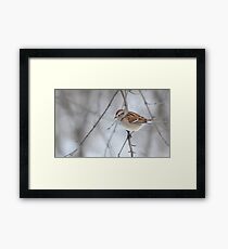 The tree sparrow Framed Print