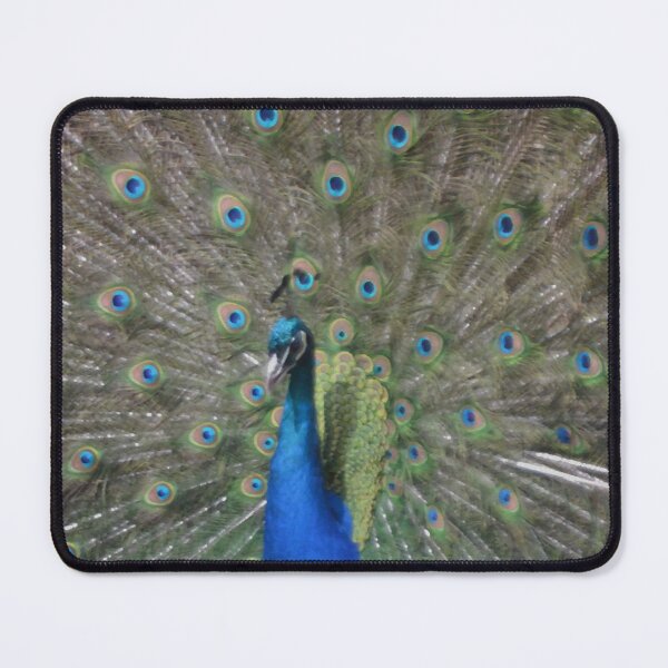 Item preview, Peacock Display designed and sold by Malcolm Snook.