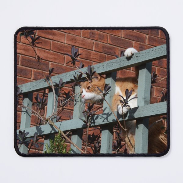 Item preview, Playful Ginger Cat designed and sold by Malcolm Snook.