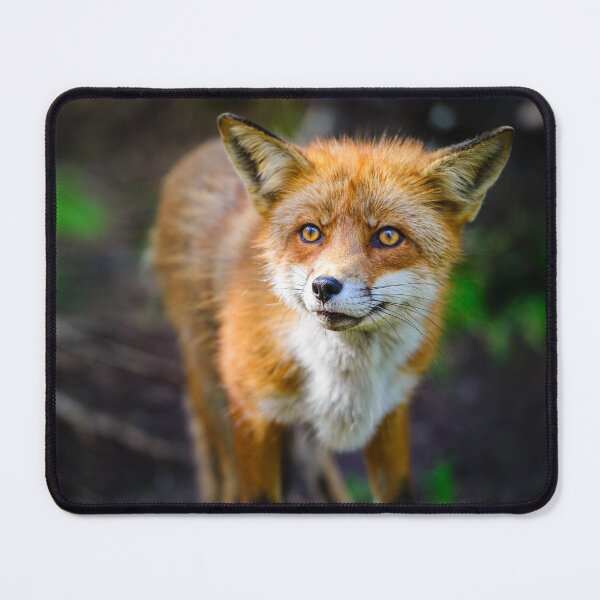 Item preview, Curious Fox designed and sold by reinah.