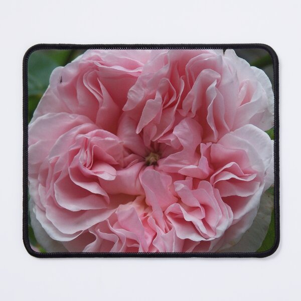 Item preview, Filled rose in pink designed and sold by Boscastle.