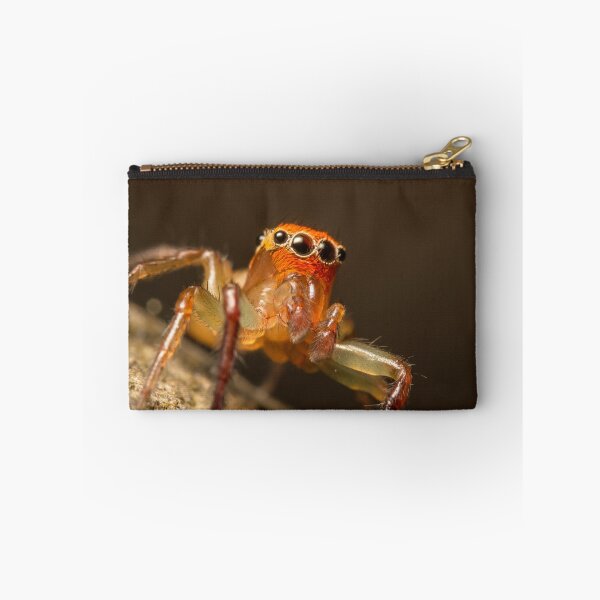 Item preview, (Prostheclina pallida) Male Jumping Spider designed and sold by Kerrod Sulter.