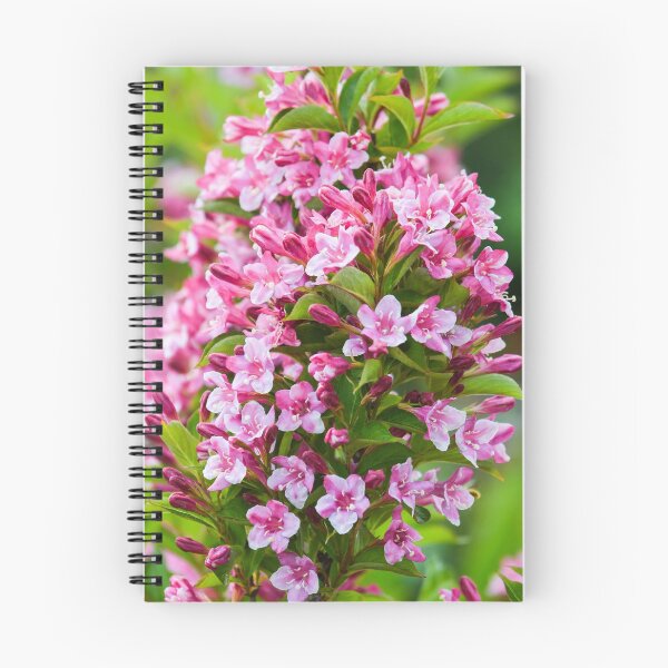 Item preview, weigela floreciendo en verano designed and sold by markspics.