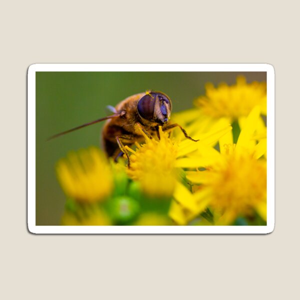 Item preview, Honeybee designed and sold by Rhiannon Phillips.