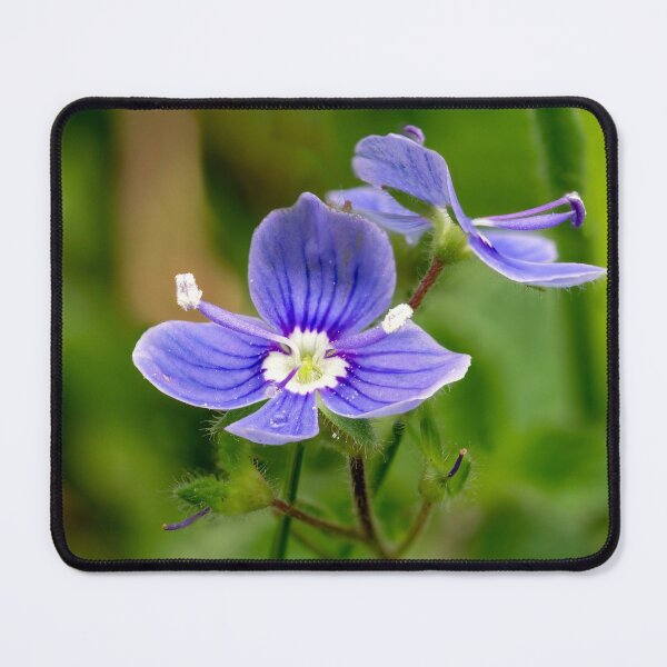 Item preview, Germander Speedwell designed and sold by Weston Westmoreland.