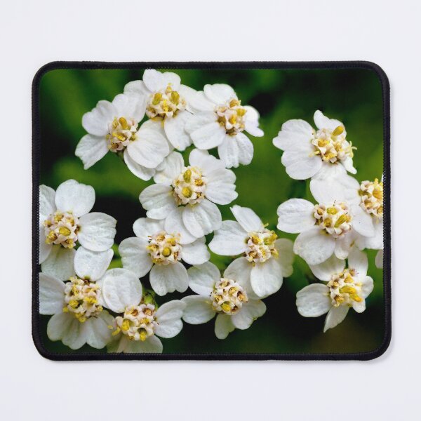 Item preview, Yarrow designed and sold by Weston  Westmoreland.