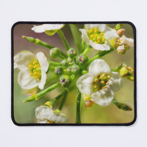 Item preview, Sweet Alyssum designed and sold by Weston Westmoreland.