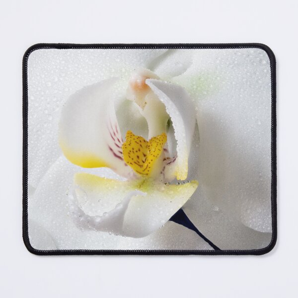 Item preview, Two Phalaenopsis 02 designed and sold by Weston Westmoreland.