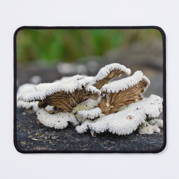 Schizophyllum commune - Split Gill fungus Mouse Pad