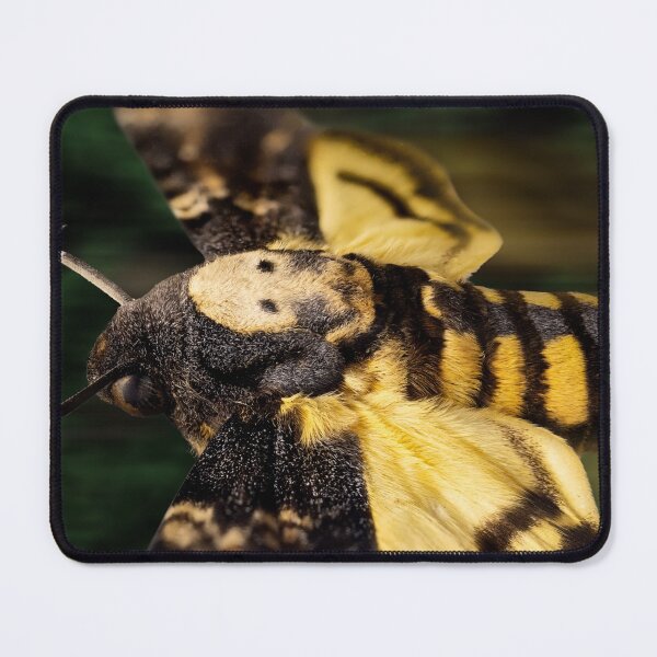 Item preview, Deaths Head Hawk Moth Macro designed and sold by Weston  Westmoreland.