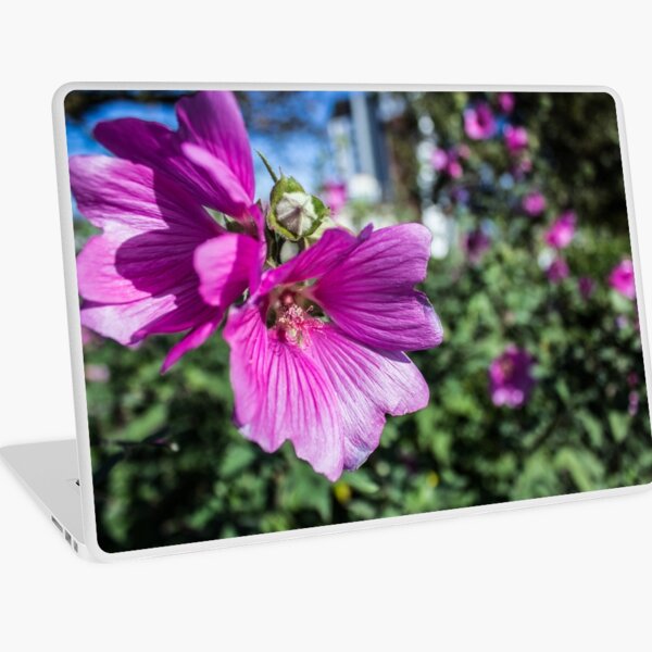 Purple Lavatera 'Mallow' macro Laptop Skin