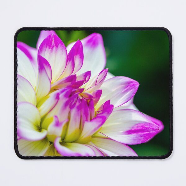 Item preview, Dahlia designed and sold by Rhiannon Phillips.