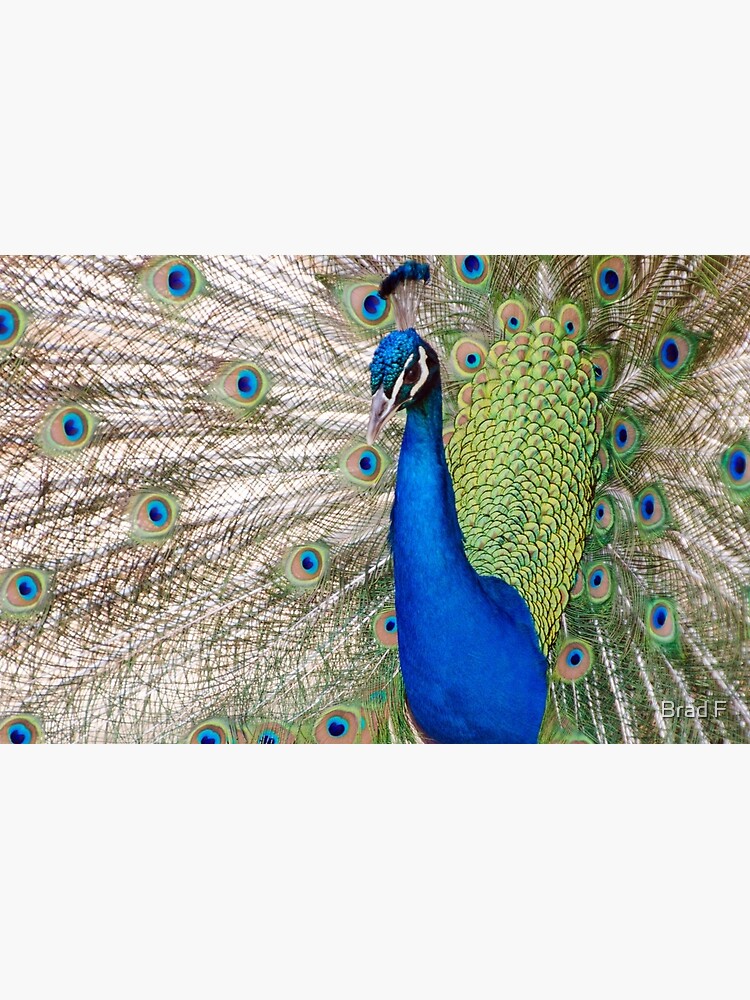 Peacock - Show Off by bfra