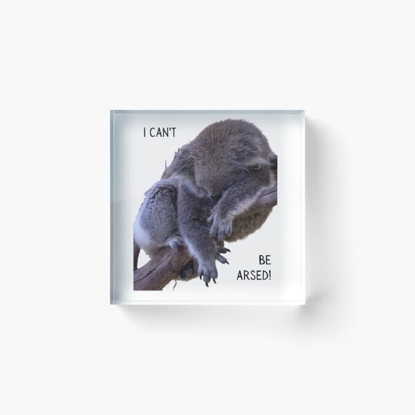 Item preview, I can't be arsed! Photo of a koala sleeping in a tree. White background, black text. designed and sold by JellyBeenzz.