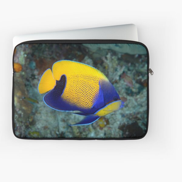 Majestic angelfish - Pomacanthus navarcus Laptop Sleeve