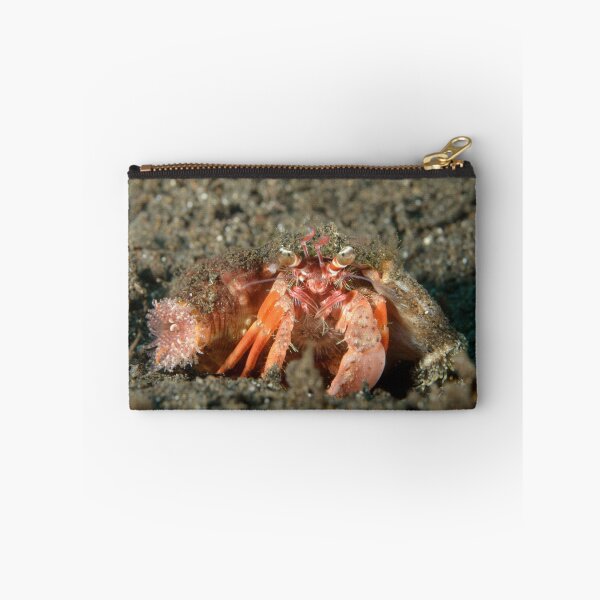 Item preview, Hermit Crab - Dardanus pedunculatus designed and sold by Andrew Trevor-Jones.