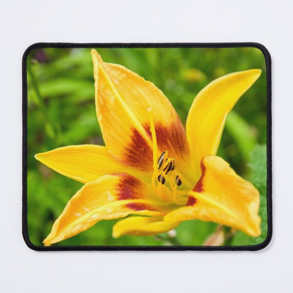 Item preview, daylilly flower flowering in summer  designed and sold by markspics.