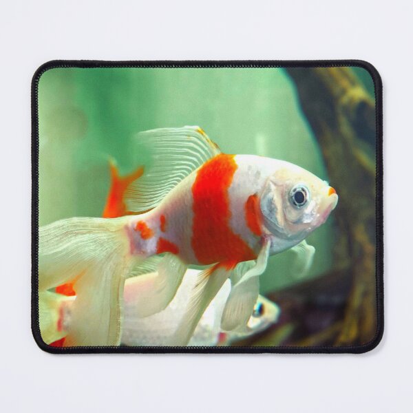 Item preview, goldfish photo with high resolution quality designed and sold by Allyouneed-2.