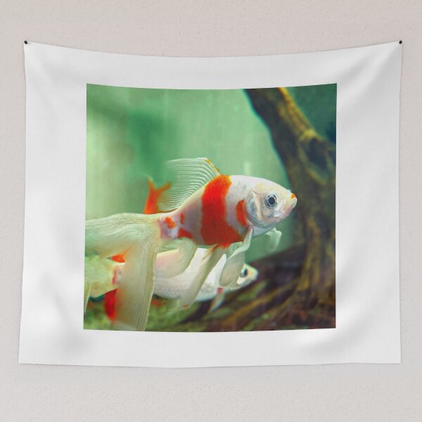 Item preview, goldfish photo with high resolution quality designed and sold by Allyouneed-2.