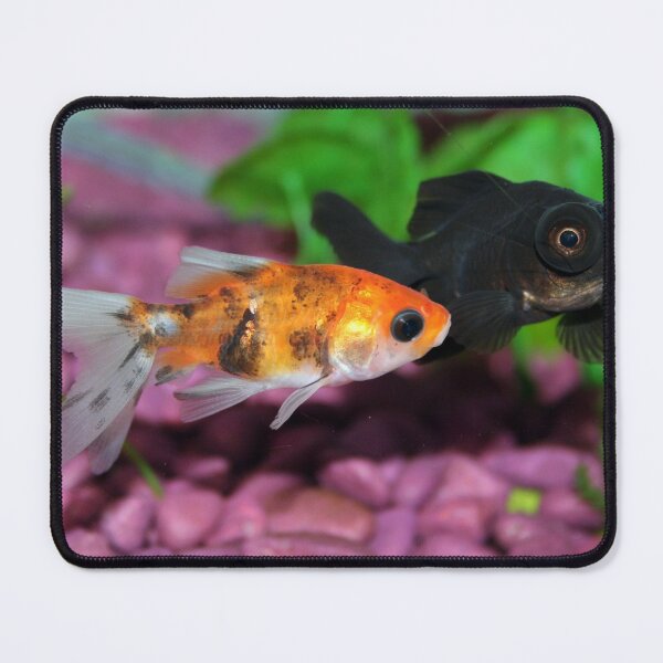Item preview, goldfish photo with high resolution quality designed and sold by Allyouneed-2.