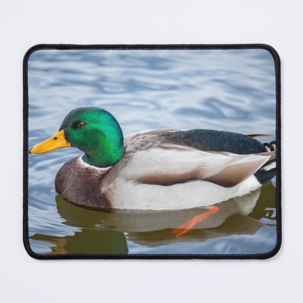 Item preview, Mallard Swimming in a Pond designed and sold by Leslie Banks.