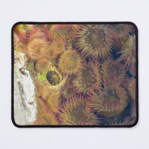 Item preview, Anemone  designed and sold by DigitalGen.
