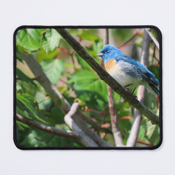 Item preview, Lazuli Bunting  designed and sold by DigitalGen.