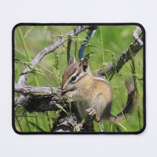 Item preview, Chipmunk Snacktime #3 designed and sold by DigitalGen.