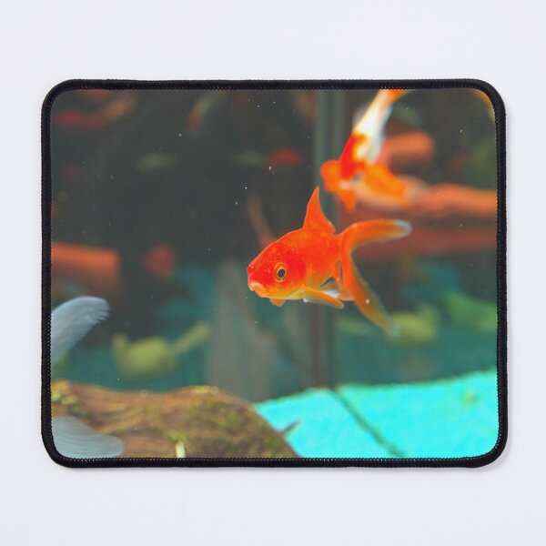 Item preview, goldfish photo with high resolution quality designed and sold by Allyouneed-2.