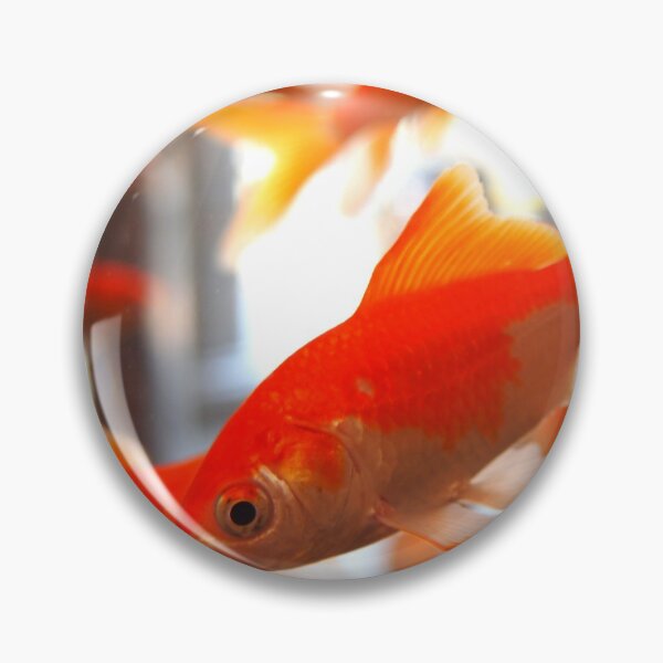 Item preview, goldfish photo with high resolution quality designed and sold by Allyouneed-2.