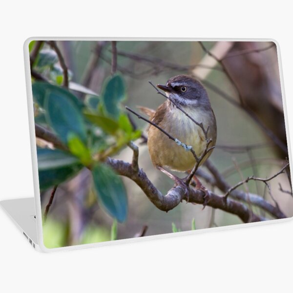Item preview, White-browed Scrubwren designed and sold by Will Hore-Lacy.