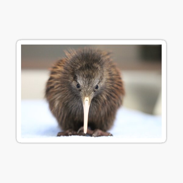 Kiwi Chick Sticker